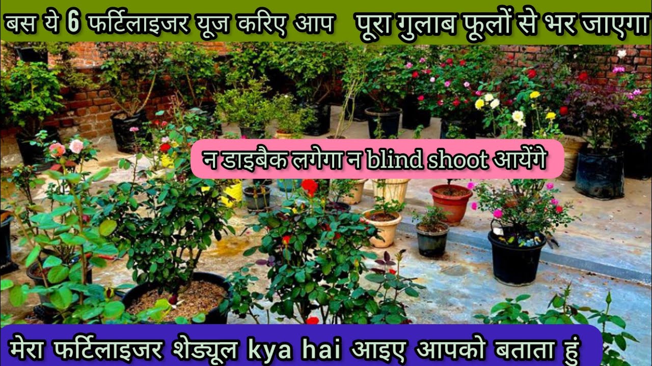 गुलाब जल्दी ग्रोथ करे इसके लिए ये fertilizer यूज करिए आप//My Rose fertilizer शेड्यूल 2023-24 //