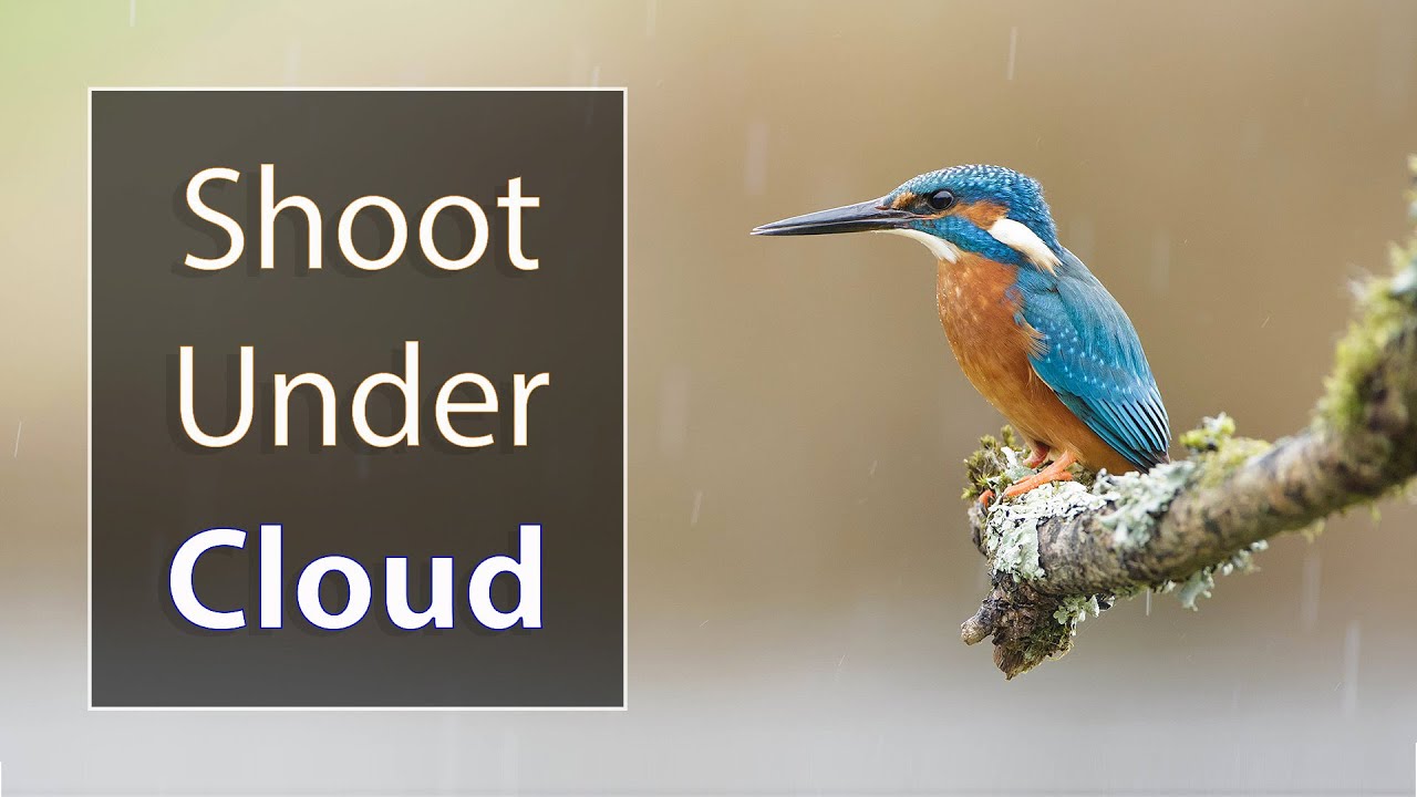 Bird Photography Lighting: How to Use Overcast Light (Part 3 of 3)