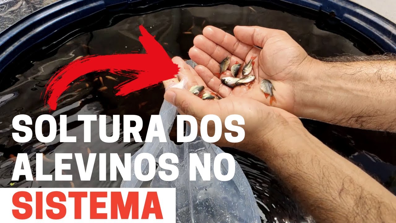 Soltando os alevinos no sistema !!! Criação de peixes em caixa d'água (Aula 8).