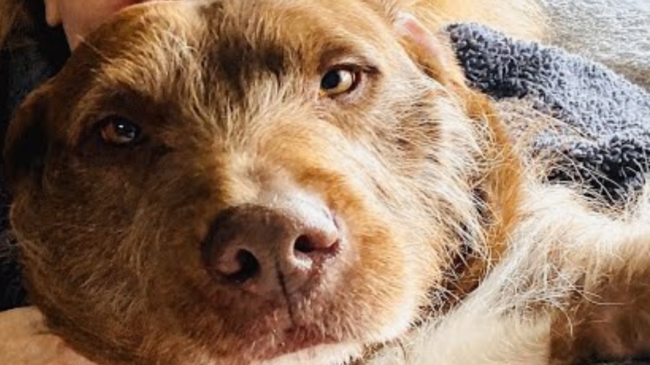 This dog's family abandoned him  It's the best thing that happened to him
