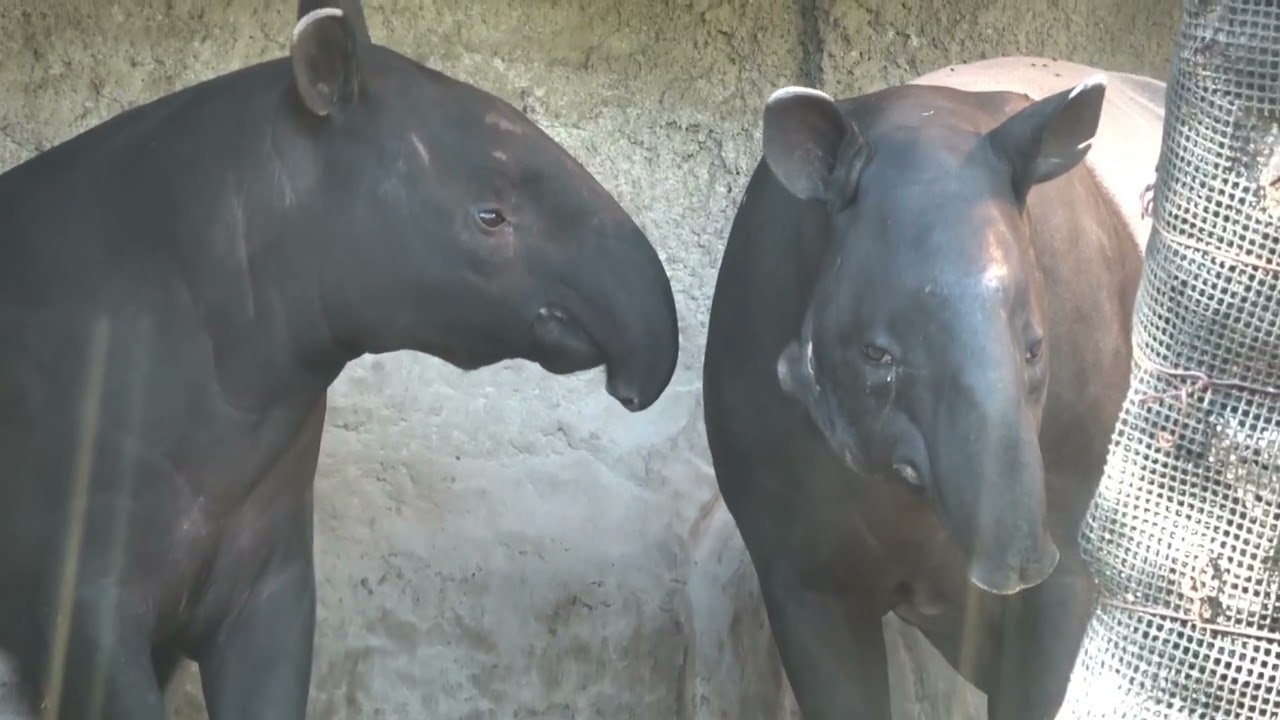よこはま動物園ズーラシアのマレーバク、ロコ＆ひでお親子　在りし日の姿