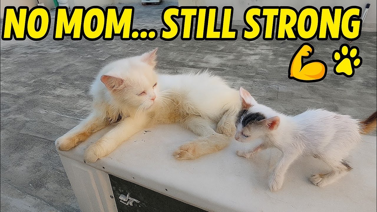Strong Orphan Kittens Survive Without a Mother Cat 😺✨