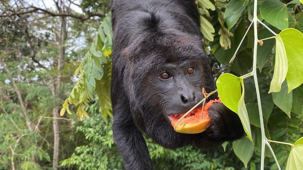 CONHEÇAM O SHELDON - MACACO BUGIO