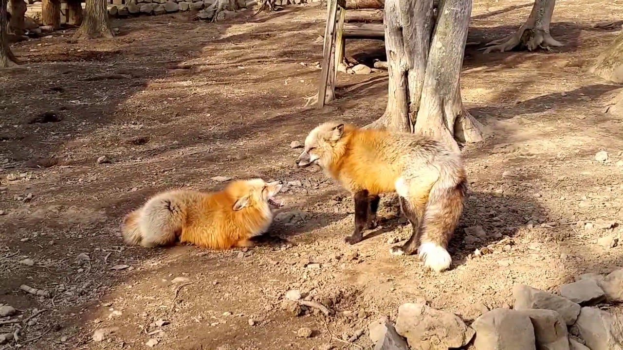 미야기 자오 여우 마을 (Fox Village, Zao, Miyagi Prefecture, Japan)