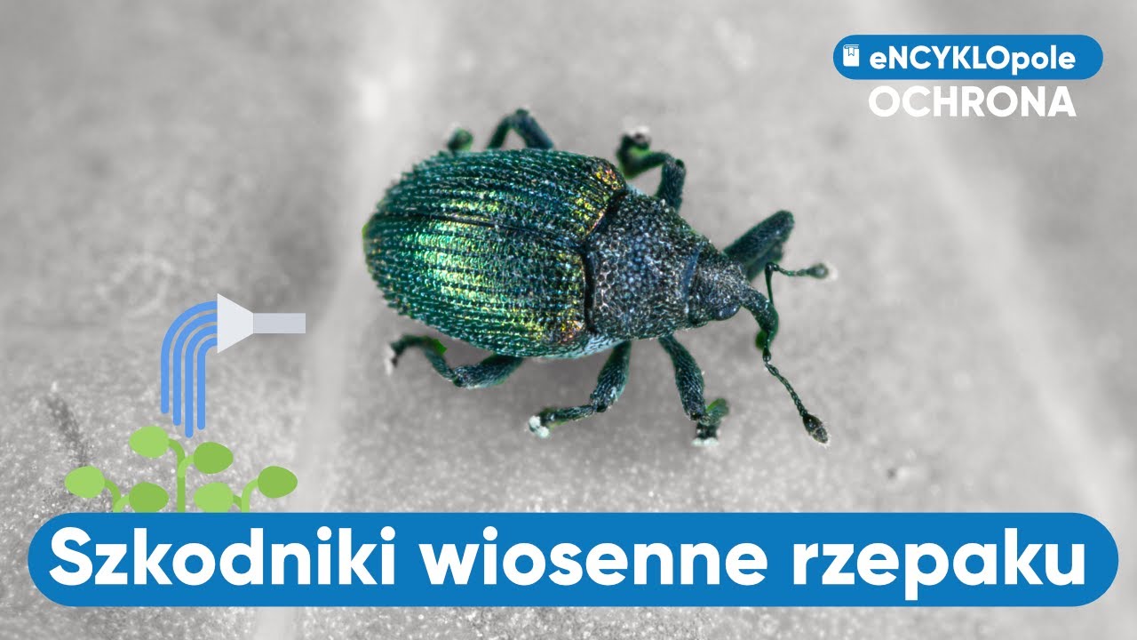 Szkodniki wiosenne. ABC RZEPAKU. Jak rozróżnić chowacze łodygowe? Ochrona przed szkodnikami.