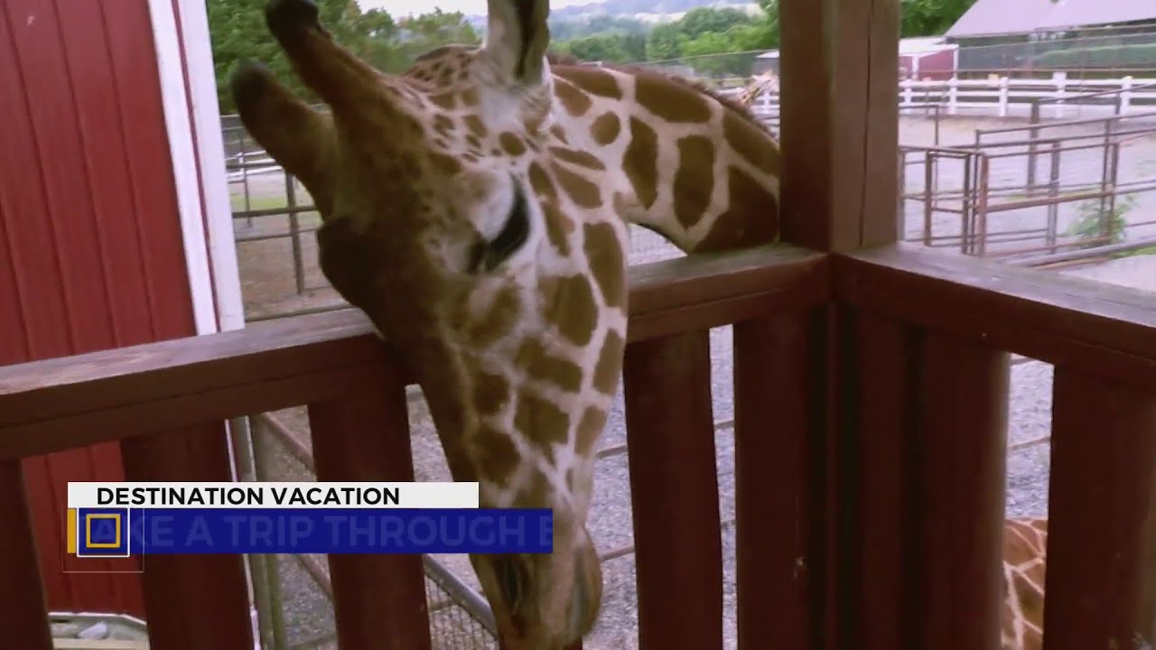 Destination Vacation: Brights Zoo