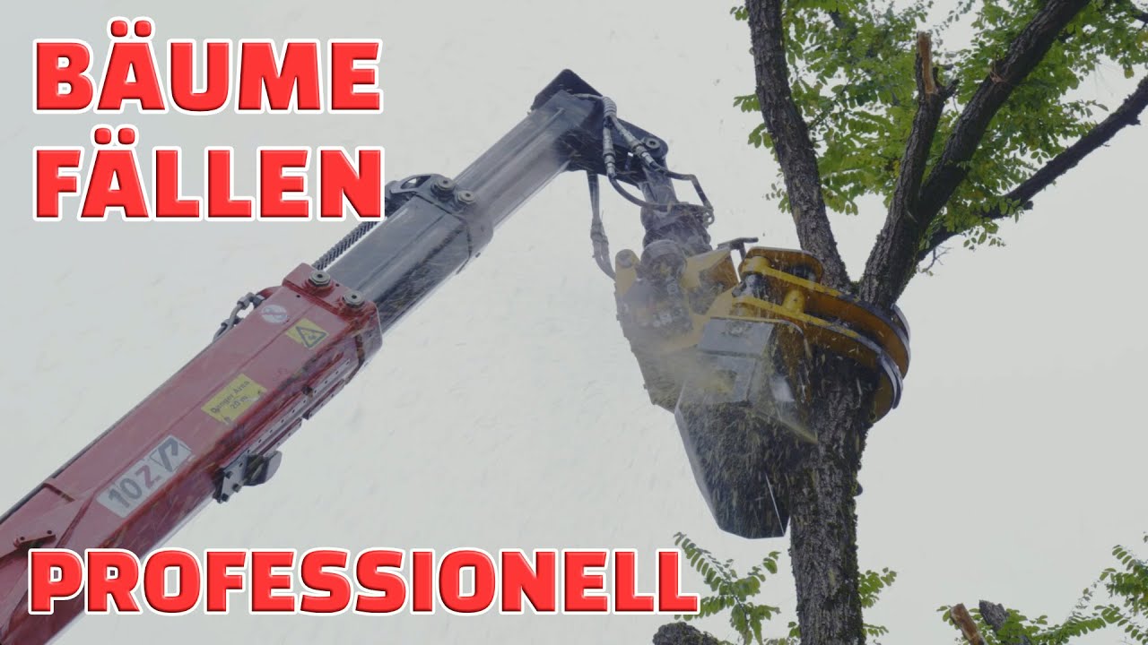 Bäume fällen - professionell und effizient - Bräm AG Dietikon
