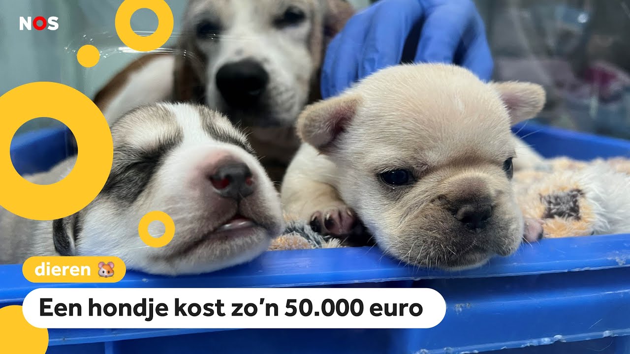In China worden steeds vaker huisdieren gekloond