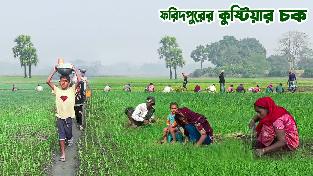 শীতে পেঁয়াজ চাষীদের হুলুস্থুল কান্ড ফরিদপুরের কুষ্টিয়ার চকে || Panorama Documentary
