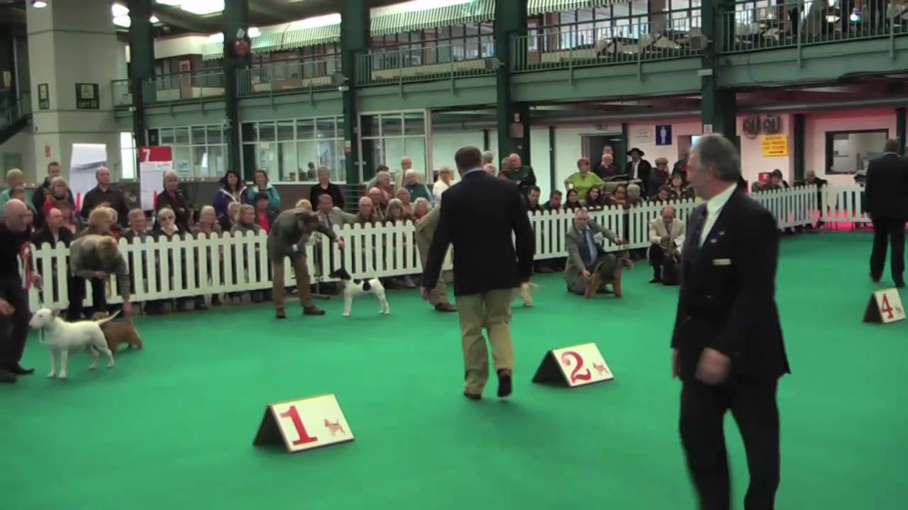 Ch. Cloverwood Lemon Drizzle wins BEST IN SHOW at National Terrier 2011
