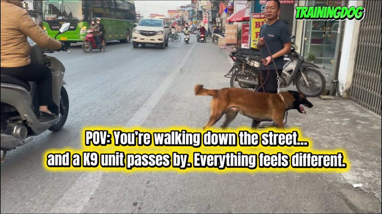 When a K9 Walks Down a Vietnam Street