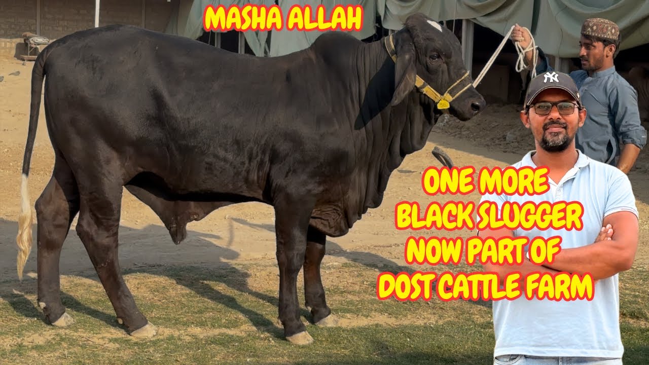 Masha Allah One More Black Slugger Now Part Of Dost Cattle Farm.