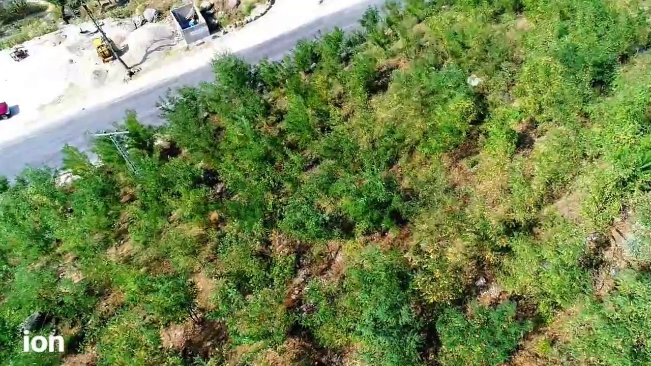Abbottabad Forest Region Under Billion Trees Tsunami Afforestation Project