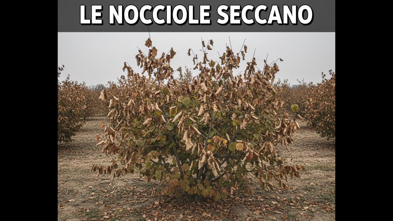 Cosa sta succedendo alle nocciole? Le mie piante stanno morendo! 😱