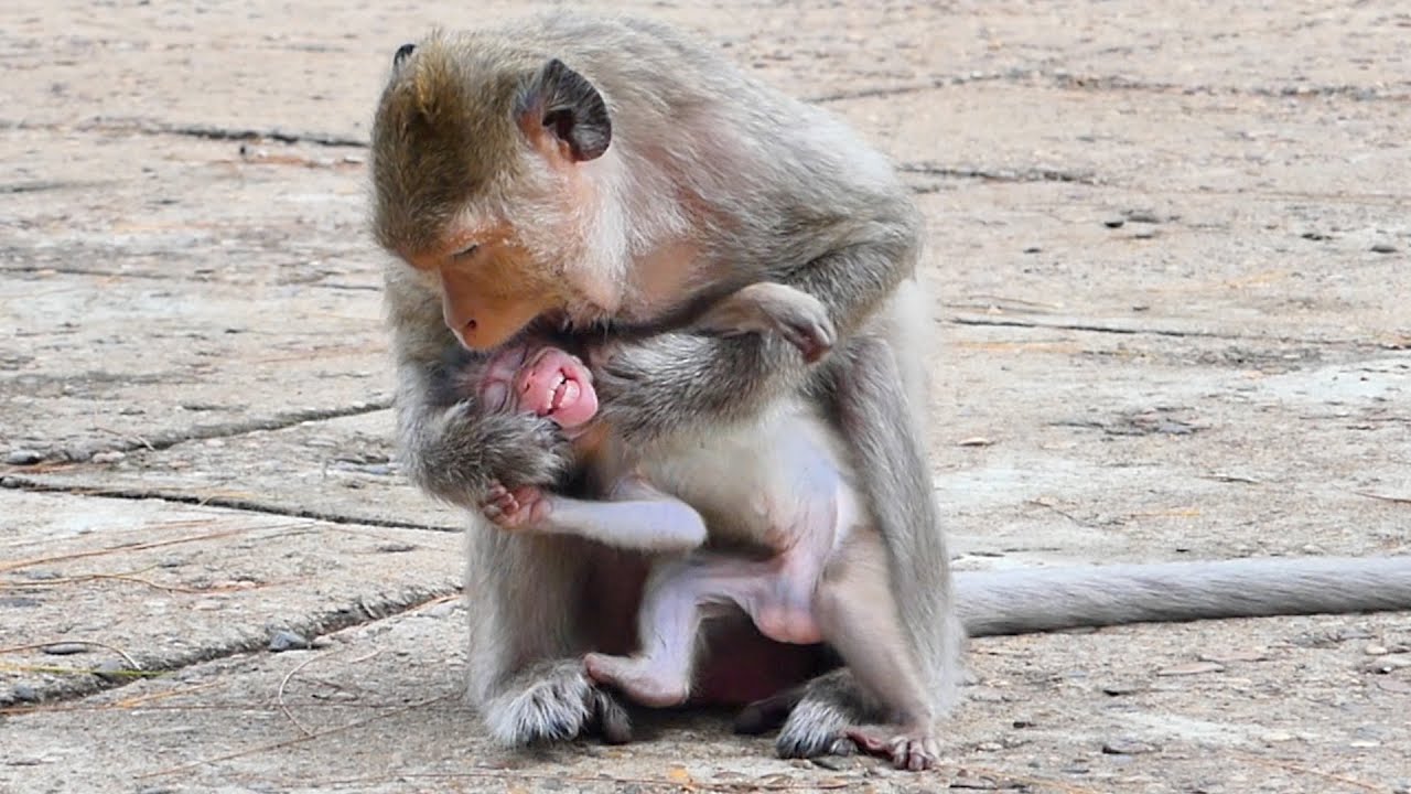 Tiny Baby Monkey Mira cries so sadly Mama Malika makes her sad She needs Mama to comfort her