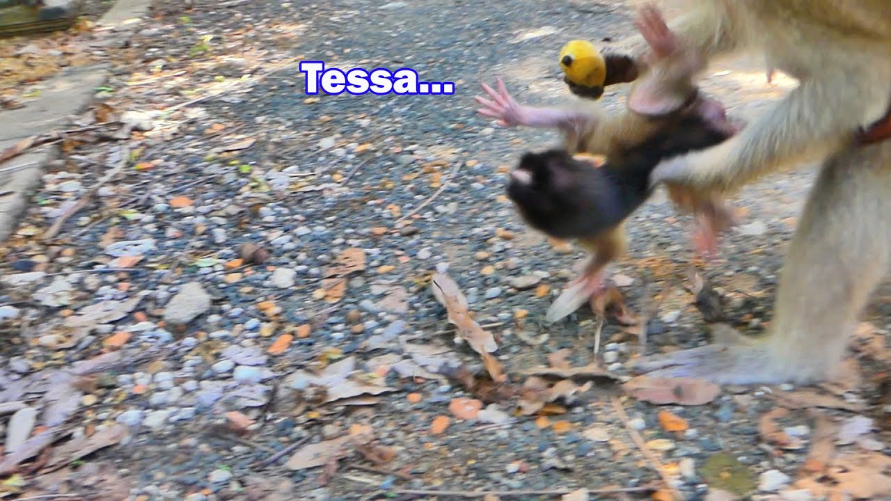 Good Mom...Monkey Teva is very caring for her baby monkey Tessa even near other monkeys.