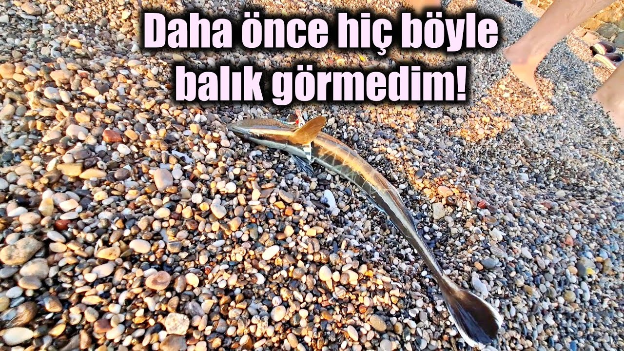 Güncel Lüfer Avı Tral ve Diğerleri Fethiye Balık Avı