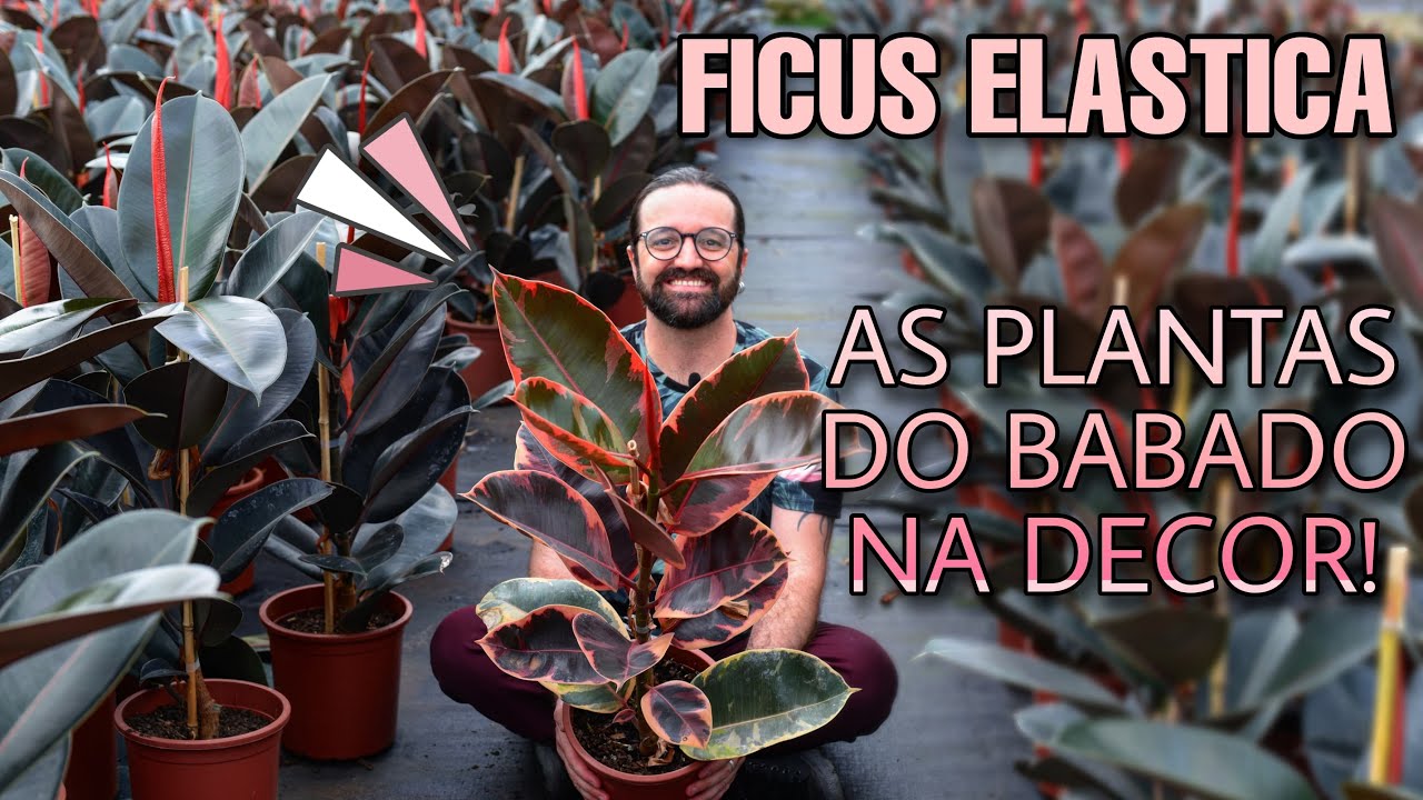 FICUS ELASTICA - As PLANTAS do MOMENTO - Tipos e como cultivar