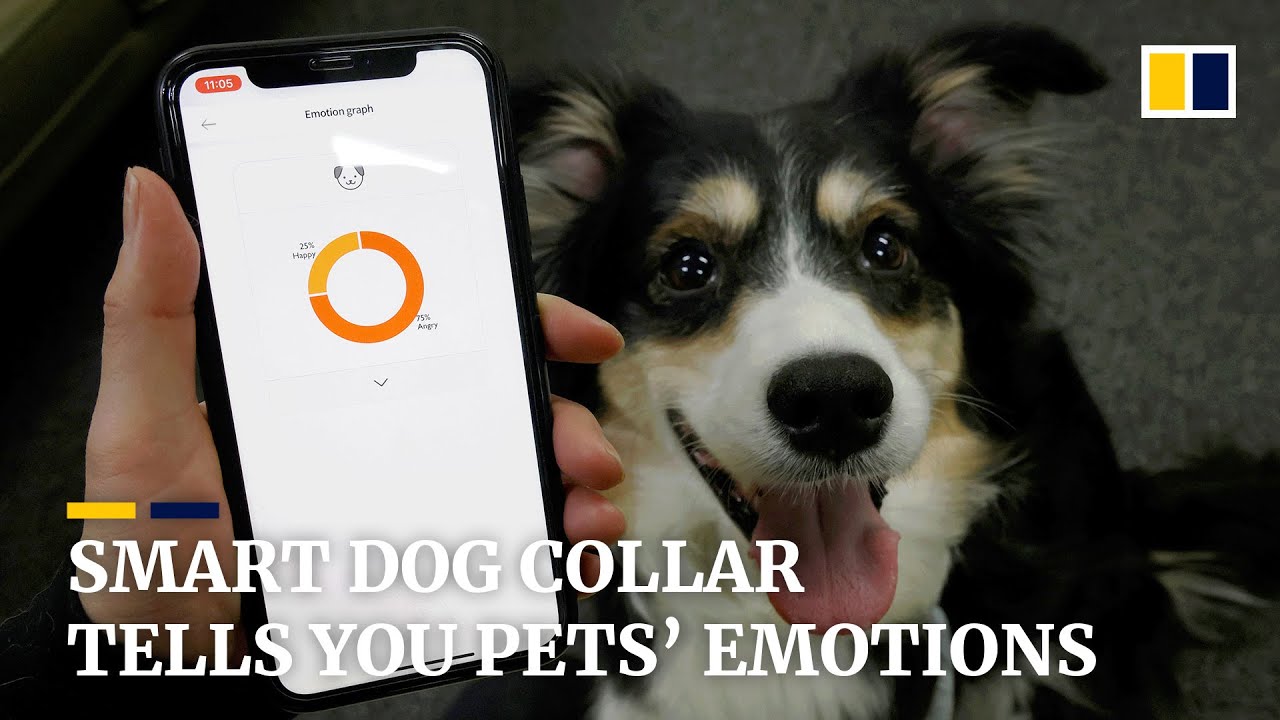 Smart collar expresses how your pets are feeling
