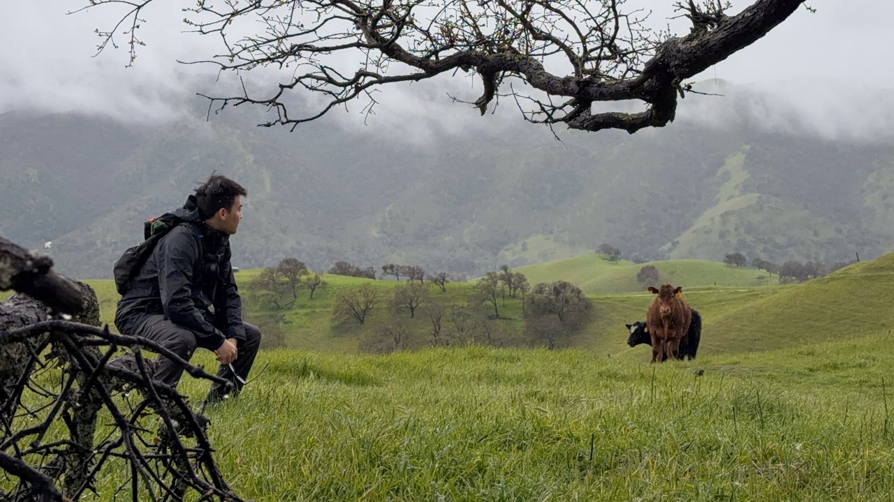 Hiking with Cows