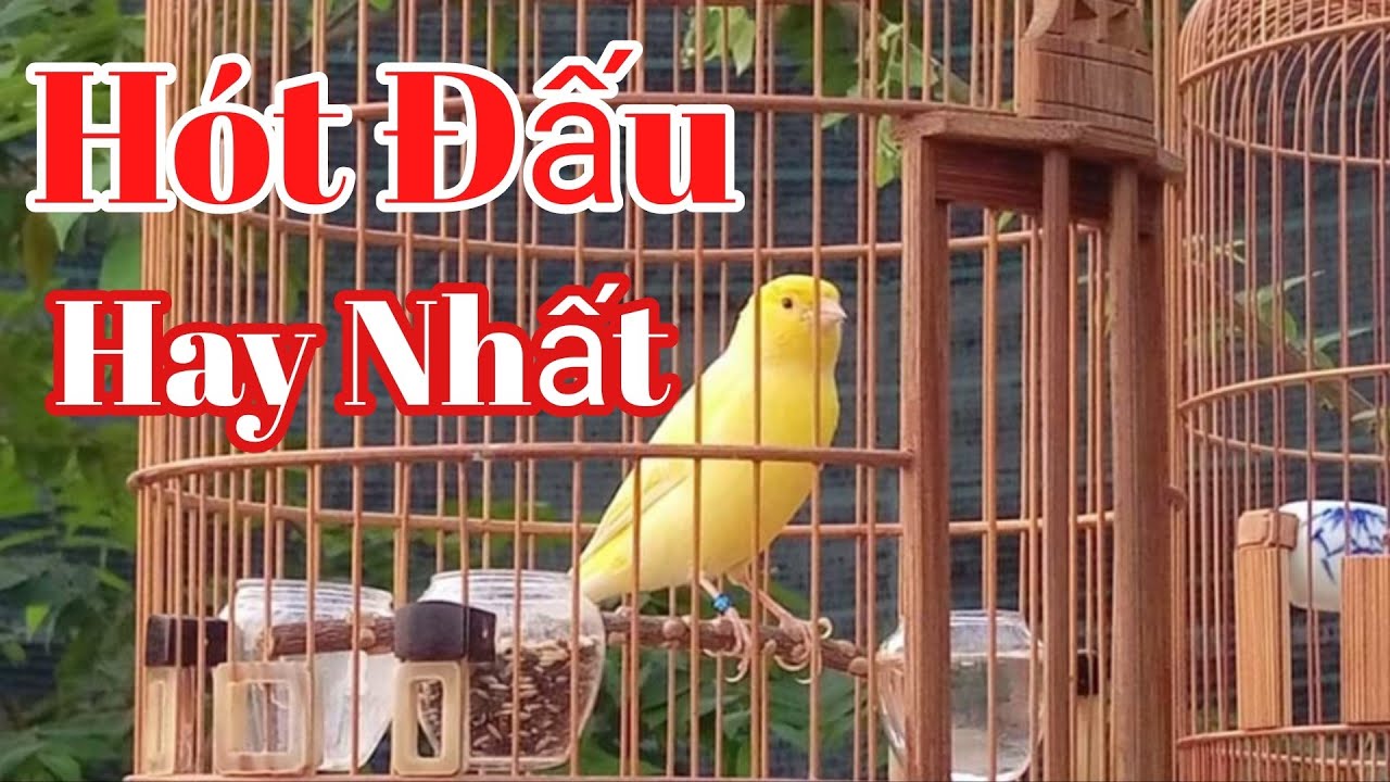 Chim Yến Hót Đấu Hay Nhất. Luyện chim hoàng yến hót