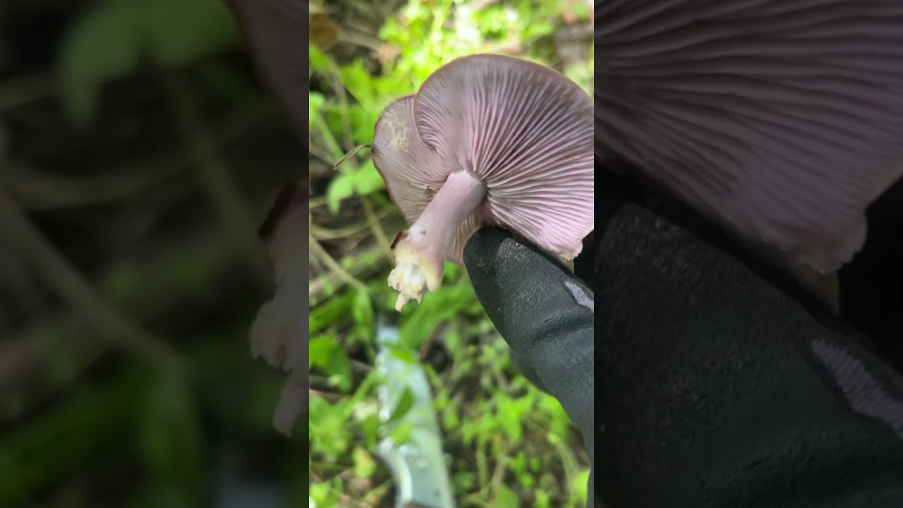Рядовка сорная. Lepista sordida / Collybia sordida . Малоизвестный съедобный гриб