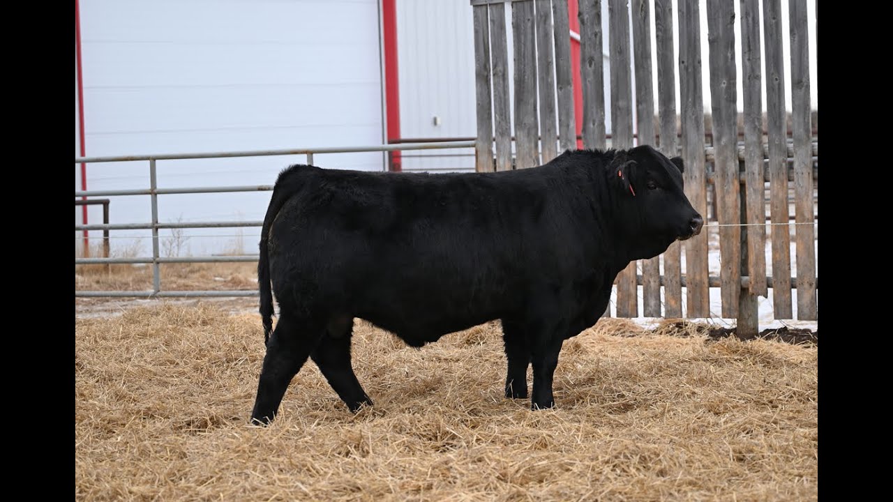 Davidson Gelbvieh Bull Lot DVE 55N sells Friday, March 6 2026