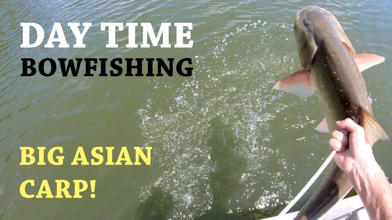 Long Shots on BIG SILVER CARP