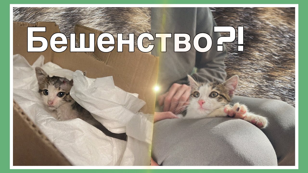 ИСТОРИЯ СПАСЕНИЯ КОТЕНКА / ПОЧЕМУ НЕЛЬЗЯ БРАТЬ ЖИВОТНЫХ С УЛИЦЫ‼️