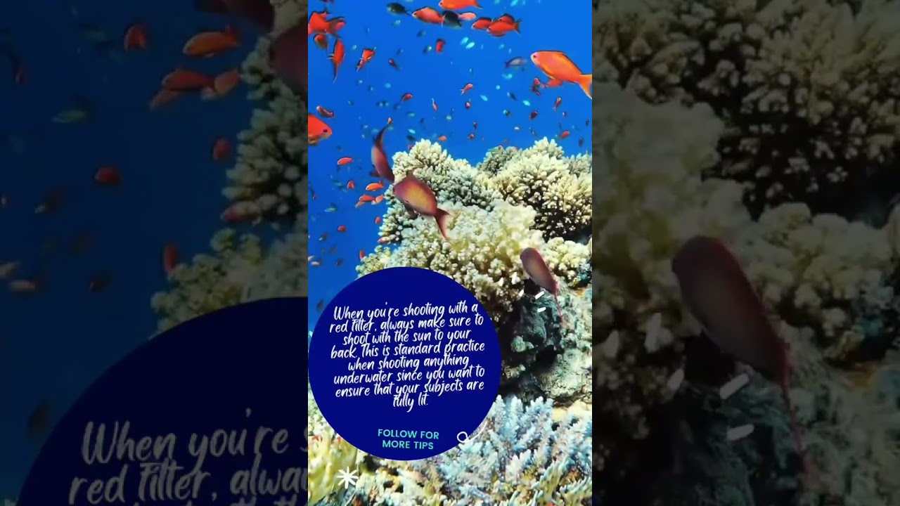 Learn how Red Filters transform your underwater photography. 