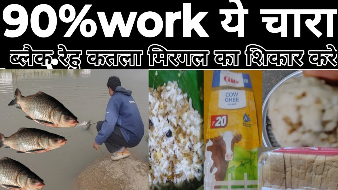 90%works. ये चारा ब्लैक रेहु कतला मिरगल|| इस चारा से ब्लैक रेहु कतला मिरगल शिकार करें||