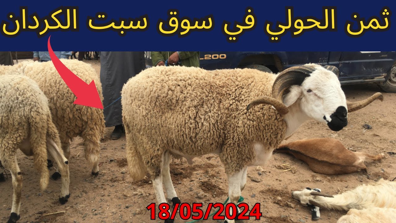 ثمن الحولي في السوق الأسبوعي سبت الكردان إقليم تارودانت 18/05/2024 #agadir #maroc