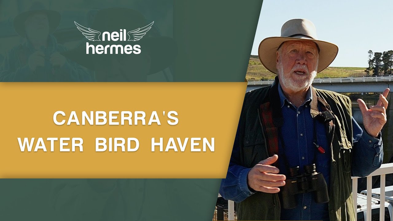 Lake Burley Griffin: A Water Bird Wonderland in Canberra