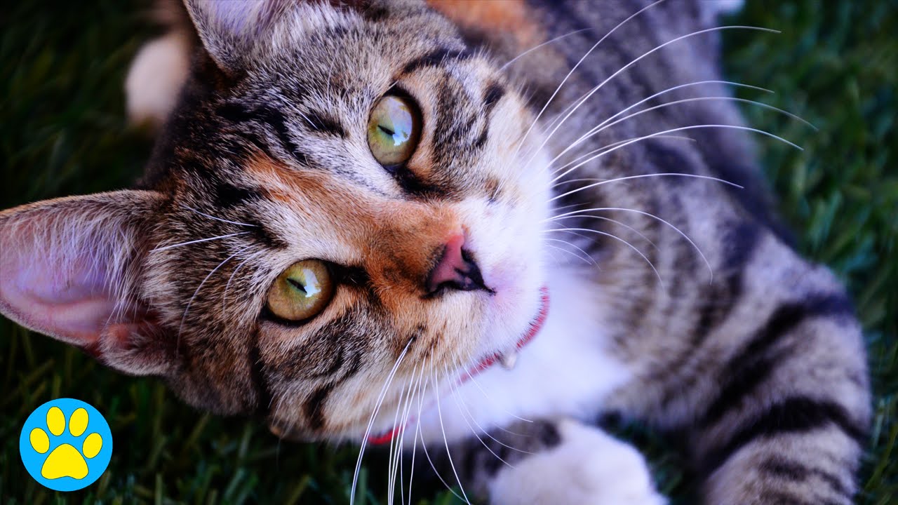 Is A Cat Right For Me? #AdoptACatMonth