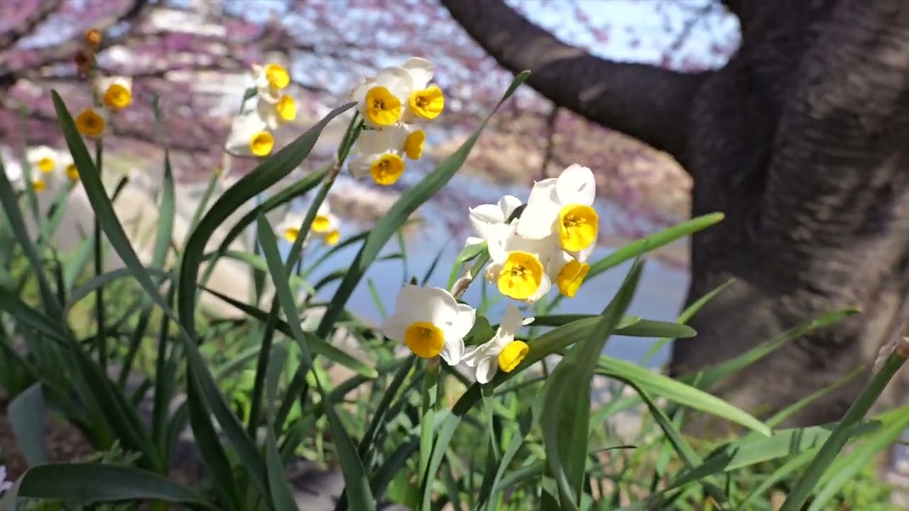 岡崎の葵桜　２０２６年３月１日