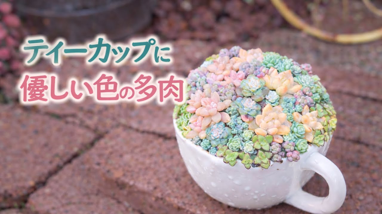 ティーカップに優しい色の多肉を寄せ植え☕️💕