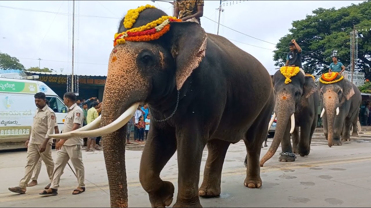Mysore Dasara elephants 2024 || Morning walk 🙏🙏