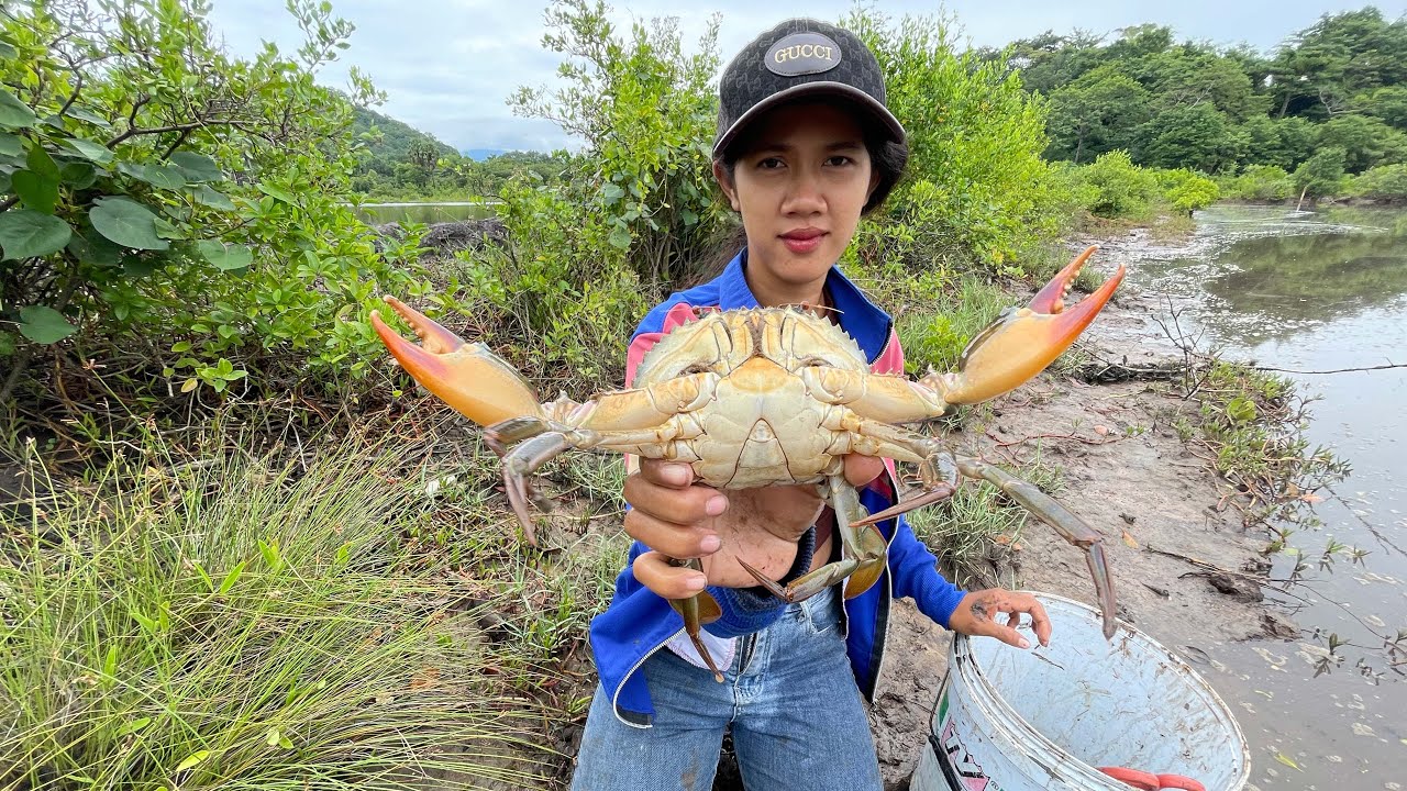Swamp Giants Revealed! Catching Massive Mud Crabs After Low Tide