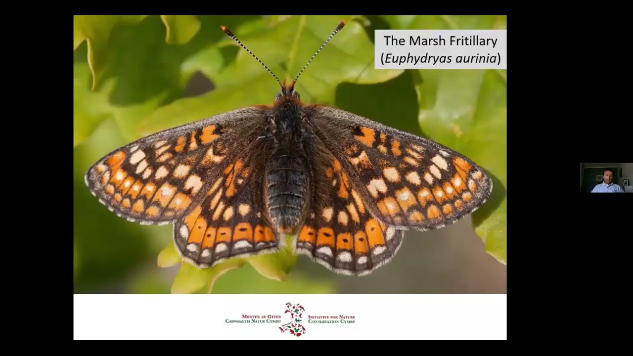 Magical Marsh Fritillary butterfly
