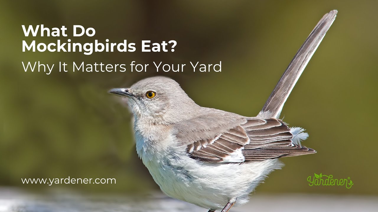 Feeding Mockingbirds: What Do Mockingbirds Eat and Why It Matters for Your Yard