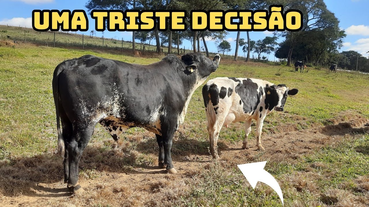 Vamos ter que vender nosso TOURO GIROLANDO 😓