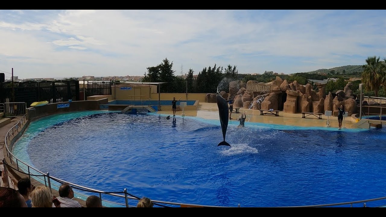 Dolphin Show MALGRAT DE MAR