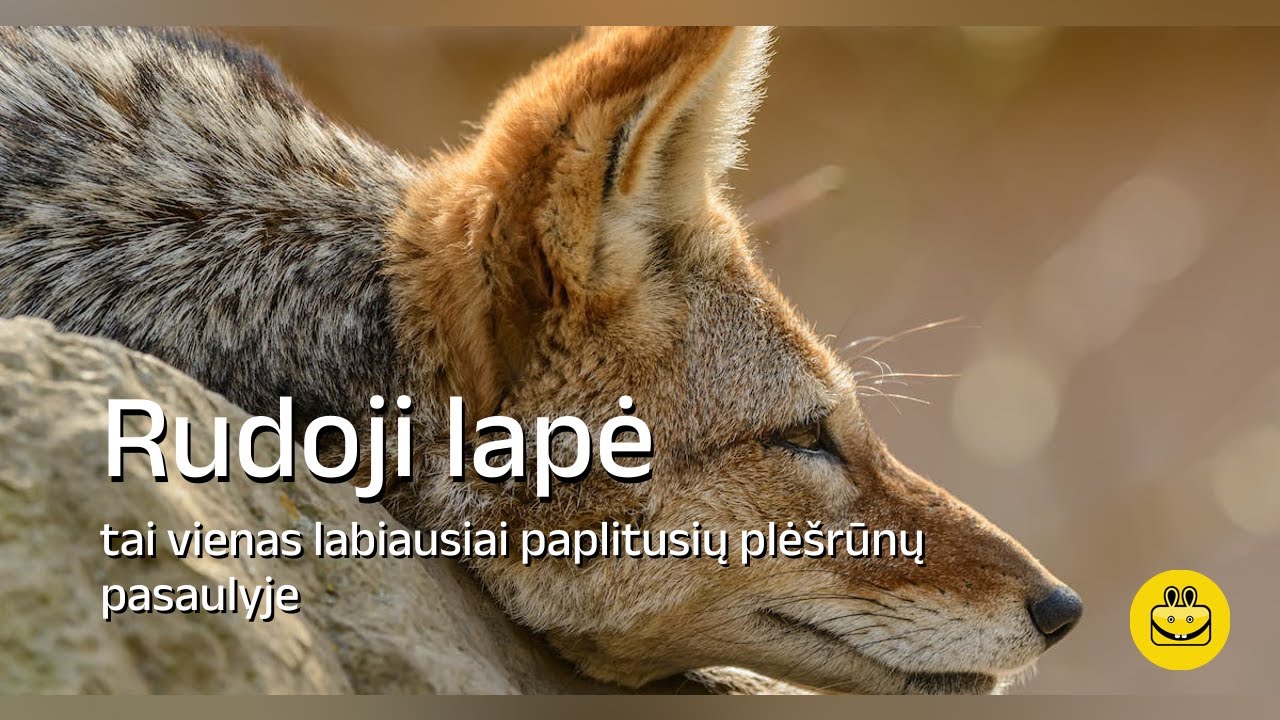 Rudoji lapė
