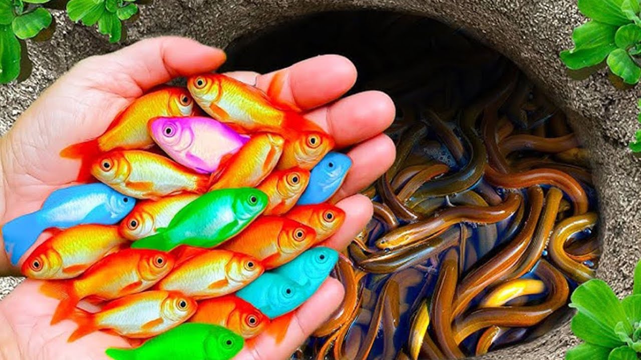 Catching Beautiful Aquarium Fish in a Small Pond | Baby Turtles, Eel, Koi, Carp,  Fish,  Catfish