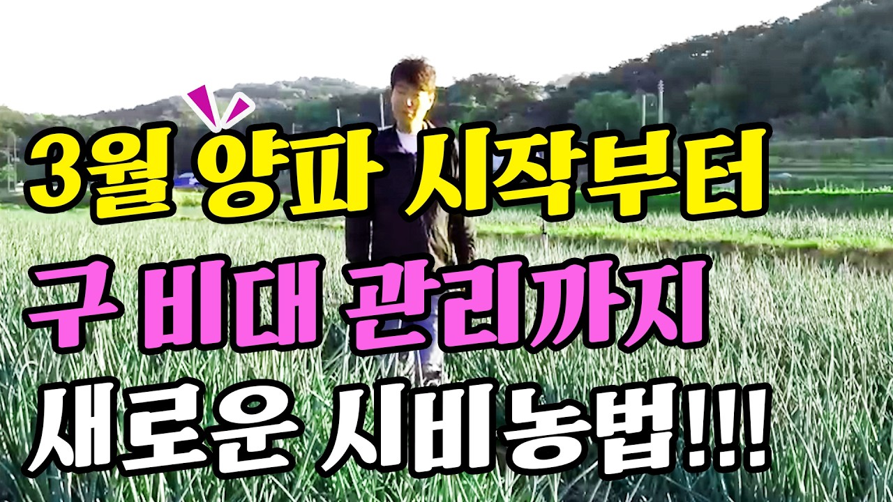 3월 양파 시작부터 구 비대 관리까지 새로운 시비농법!!! |  장성 양파 재배 농법