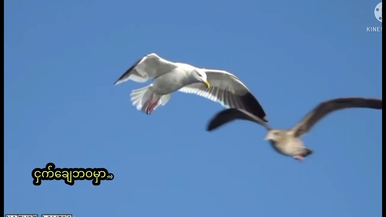 ငွက္ေခ် , Win Ko Khine Karaoke Song