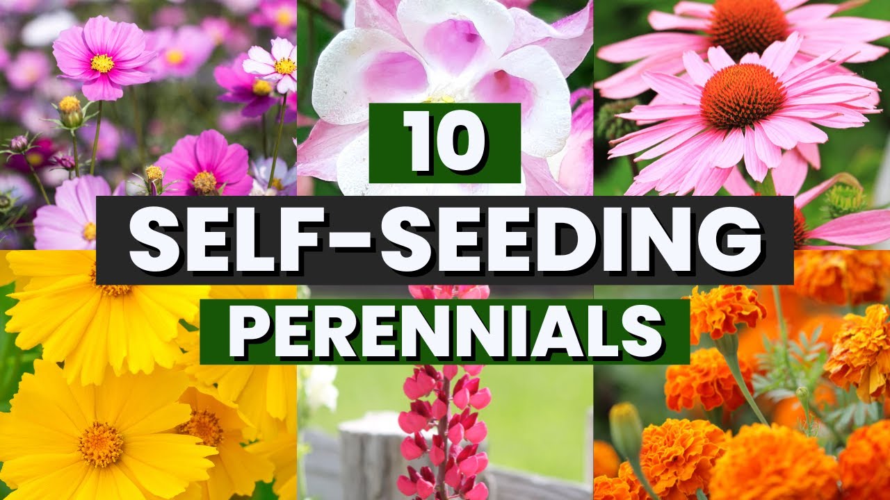 ТОП-10 многолетних цветов-самосеятелей 🌸🌻 Пересадка не требуется! 🌼🪴