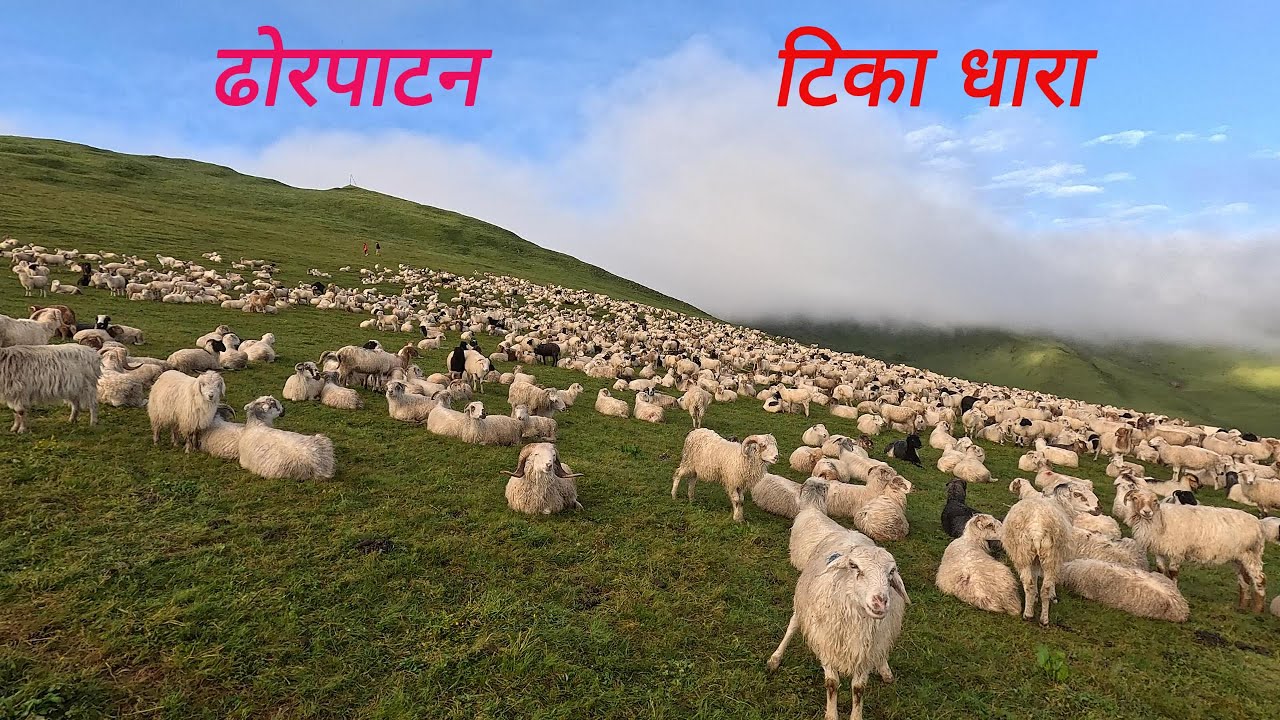 टिका धारा ॥ ढोरपाटन यात्रा ॥ उत्तरगंगा ढोर बराह मन्दिर ॥ Dhorpatan trip last day ॥ Tika Dhara ॥