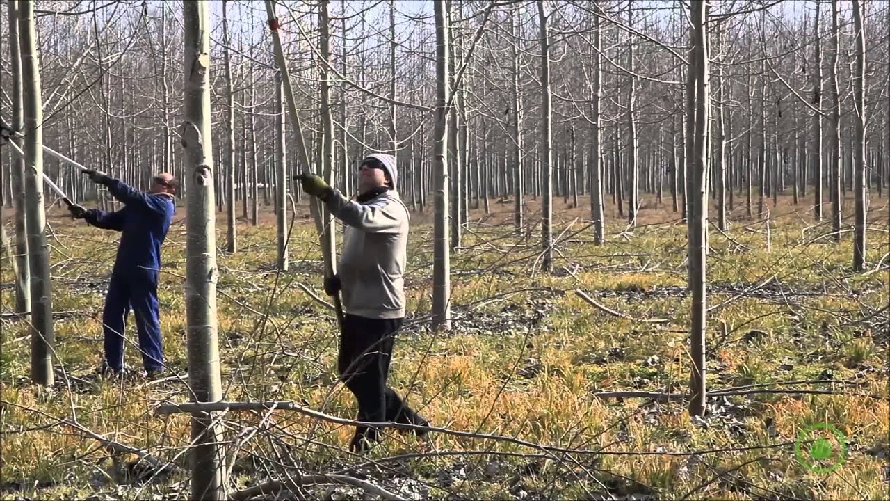 Poplar plantations