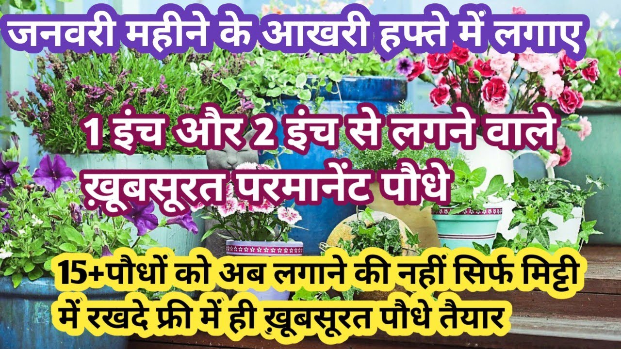 1 से 2 इंच की कटिंग से लगने वाले 15+पौधे जिन्हें लगाए नहीं बस मिट्टी में रखदे फ्री में पौधे तैयार